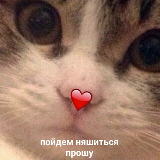 mammal whiskers small to medium-sized cats