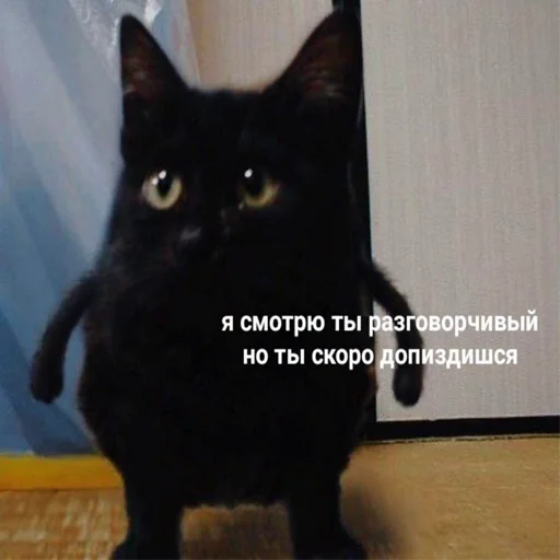 animal mammal small to medium-sized cats