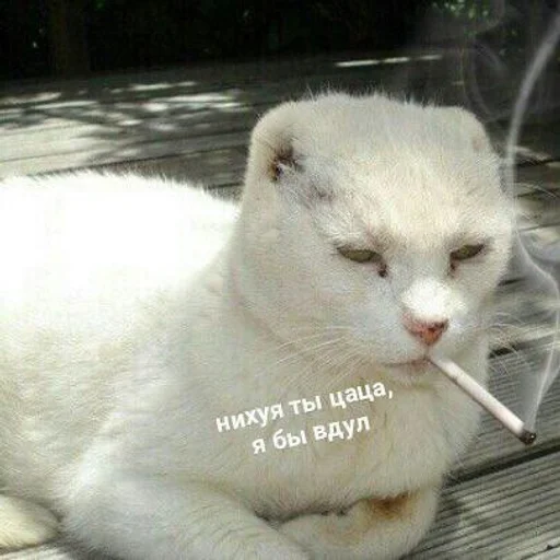 Стикер кекс :: @fStikBot - 10