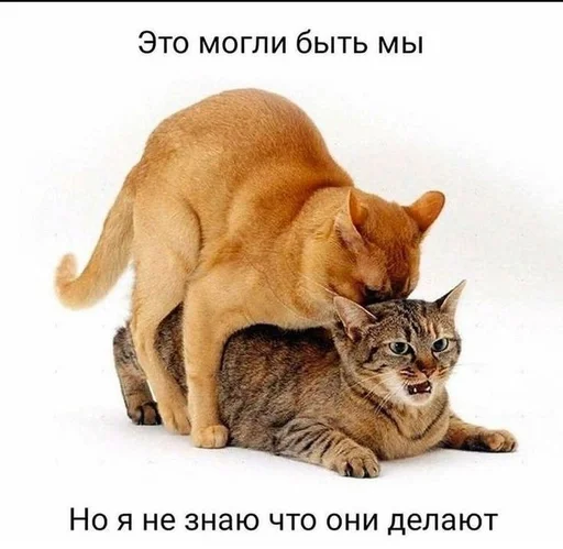 кекс :: @fStikBot - 