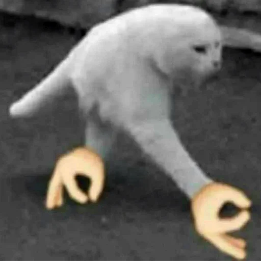 mammal animal small to medium-sized cats