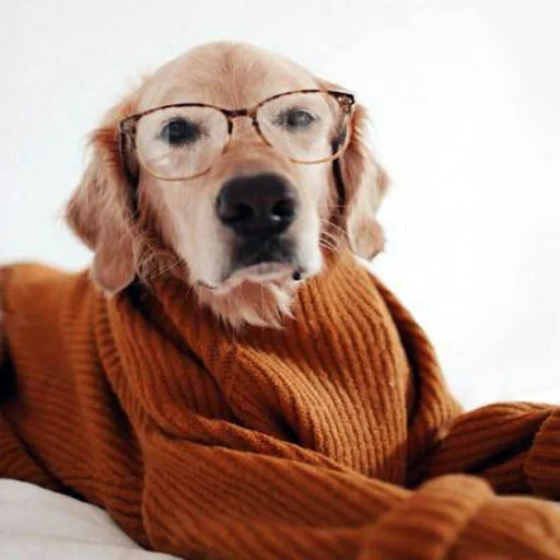 animal dog breed mammal