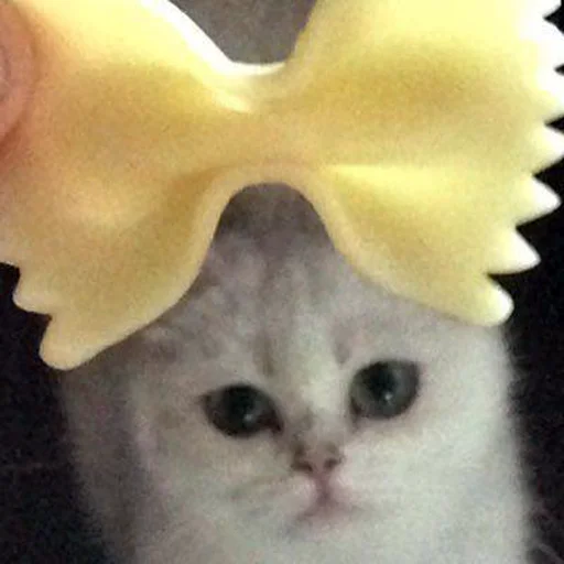 cat animal small to medium-sized cats