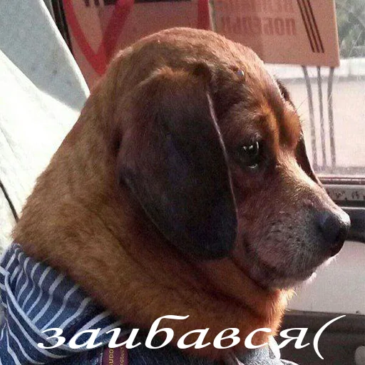 animal dog breed pet