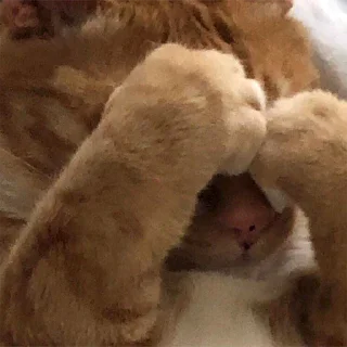 @kekiiy - животное