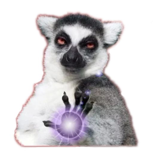 примат животное лемур