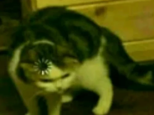 animal mammal small to medium-sized cats