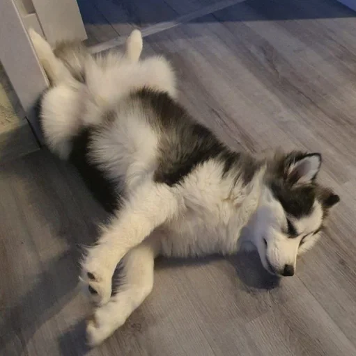 этаж домашнее животное хриплый