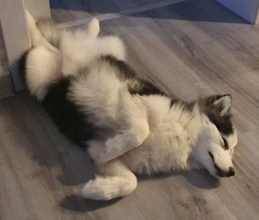 этаж домашнее животное животное