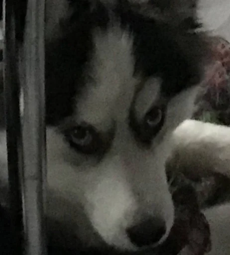 животное домашнее животное млекопитающее