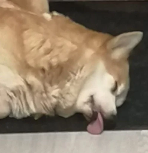 животное млекопитающее домашнее животное