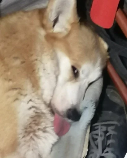 kekvdog :: @fStikBot - животное