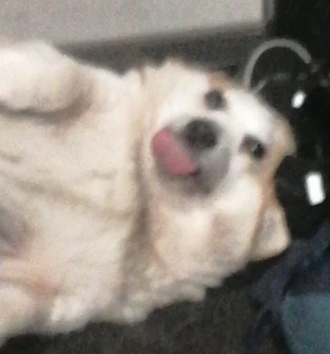 домашнее животное собака животное