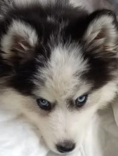 животное домашнее животное млекопитающее