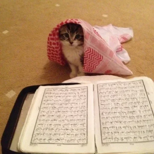 Sticker Чат ❤️ 👉  @CBEJAKK - 10