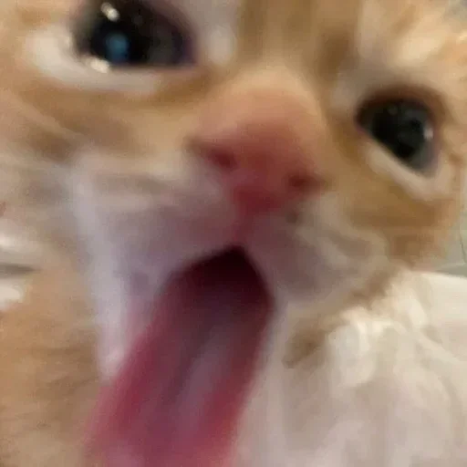 Sticker Чат ❤️ 👉  @CBEJAKK - 4