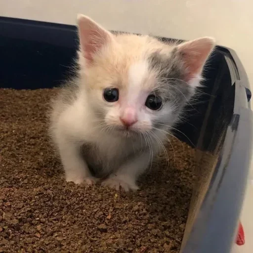 Sticker Чат ❤️ 👉  @CBEJAKK - 3