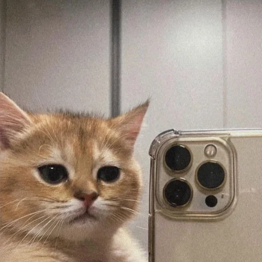 small to medium-sized cats felidae whiskers