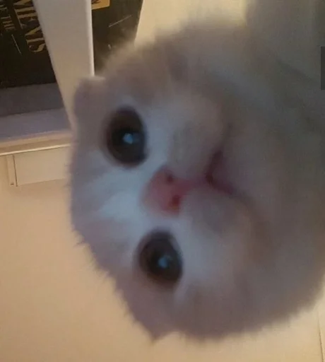 animal indoor mammal