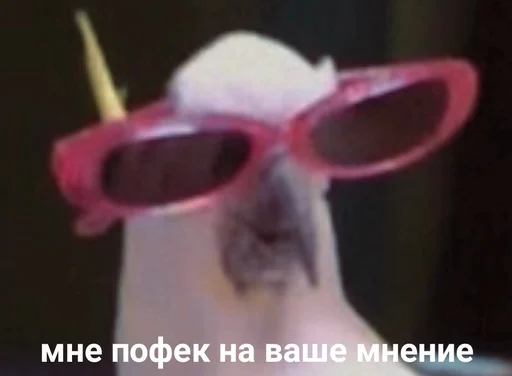 eyewear accessory spectacles