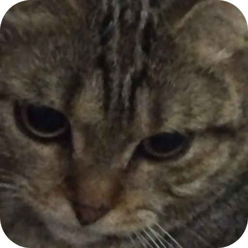 Sticker ketti_by_TgEmodziBot - 1