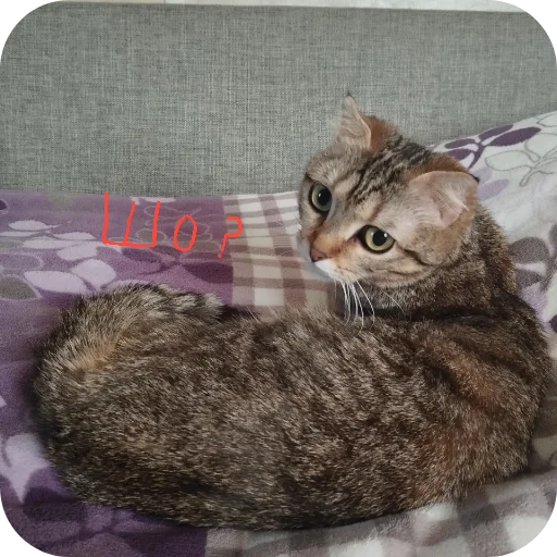 Стикер ketti_by_TgEmodziBot - 1