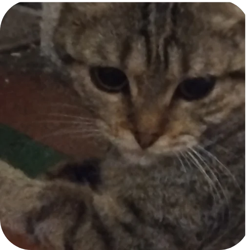 Стикер ketti_by_TgEmodziBot - 1