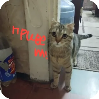 Стикер ฅ⁠^⁠•⁠ﻌ⁠•⁠^⁠ฅ Кэтти ฅ⁠^⁠•⁠ﻌ⁠•⁠^⁠ฅ - 8