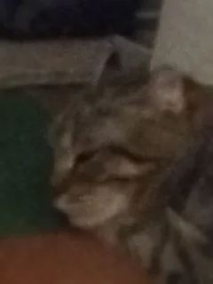 Стикер ฅ⁠^⁠•⁠ﻌ⁠•⁠^⁠ฅ Кэтти ฅ⁠^⁠•⁠ﻌ⁠•⁠^⁠ฅ - 9