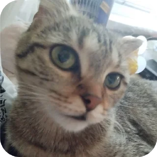 Стикер ฅ⁠^⁠•⁠ﻌ⁠•⁠^⁠ฅ Кэтти ฅ⁠^⁠•⁠ﻌ⁠•⁠^⁠ฅ - 5