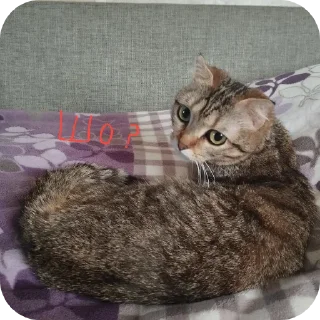 Стикер ฅ⁠^⁠•⁠ﻌ⁠•⁠^⁠ฅ Кэтти ฅ⁠^⁠•⁠ﻌ⁠•⁠^⁠ฅ - 4