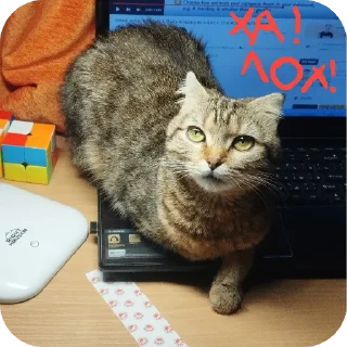 Стикер ฅ⁠^⁠•⁠ﻌ⁠•⁠^⁠ฅ Кэтти ฅ⁠^⁠•⁠ﻌ⁠•⁠^⁠ฅ - 2