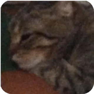 Стикер ฅ⁠^⁠•⁠ﻌ⁠•⁠^⁠ฅ Кэтти ฅ⁠^⁠•⁠ﻌ⁠•⁠^⁠ฅ - 7