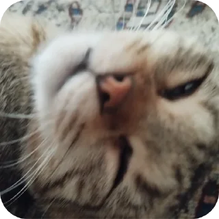 Стикер ฅ⁠^⁠•⁠ﻌ⁠•⁠^⁠ฅ Кэтти ฅ⁠^⁠•⁠ﻌ⁠•⁠^⁠ฅ - 1