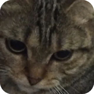 Стикер ฅ⁠^⁠•⁠ﻌ⁠•⁠^⁠ฅ Кэтти ฅ⁠^⁠•⁠ﻌ⁠•⁠^⁠ฅ - 6