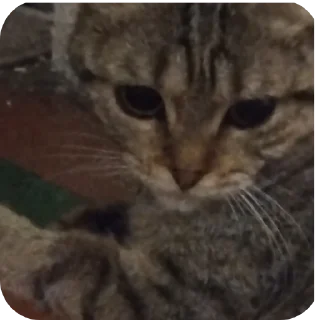 Стикер ฅ⁠^⁠•⁠ﻌ⁠•⁠^⁠ฅ Кэтти ฅ⁠^⁠•⁠ﻌ⁠•⁠^⁠ฅ - 3