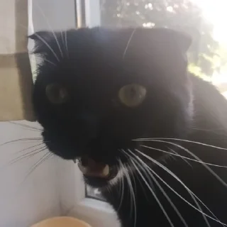 Стикер mika.bog - 3