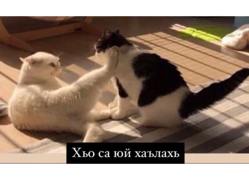 animal mammal small to medium-sized cats