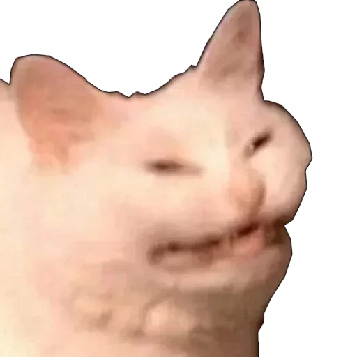 животное млекопитающее кошка