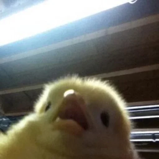 животное птица комнатный