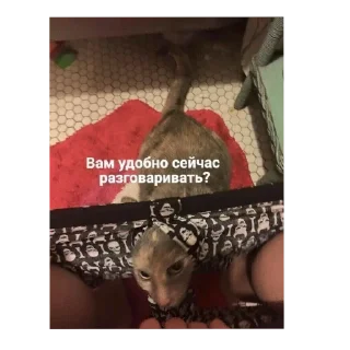 Sticker Хен де Хох @TgEmodziBot - 4