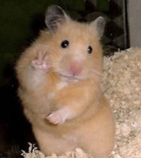 mammal animal hamster