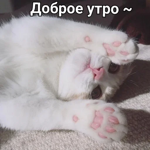 животное млекопитающее кошка