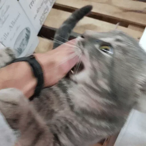 animal felidae person