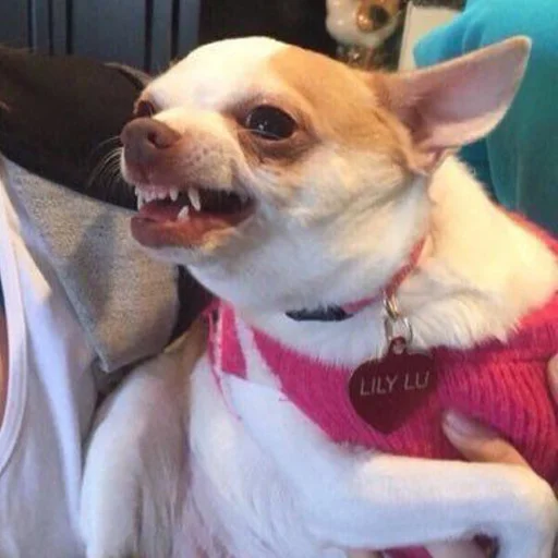 Стикер kholmashang - 10