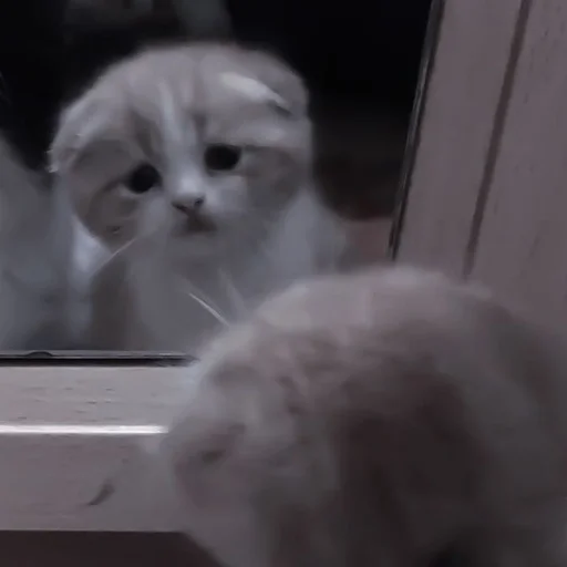 cat mammal domestic cat