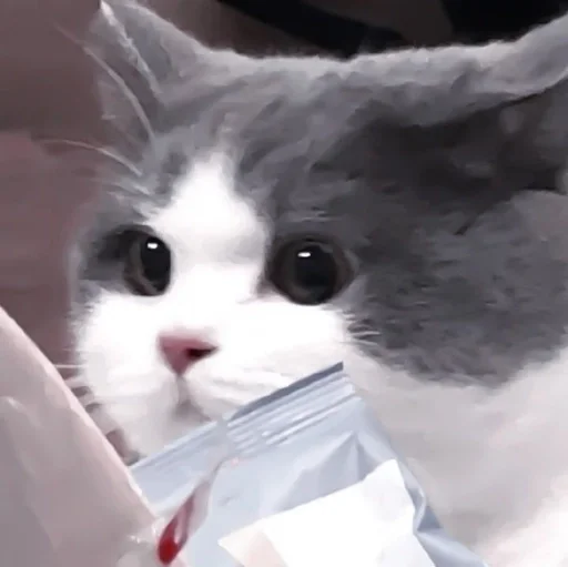 кошки малого и среднего размера кошачьи усы