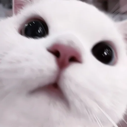 млекопитающее животное кошка