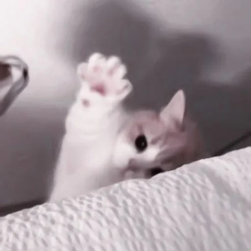 кошки малого и среднего размера комнатный млекопитающее