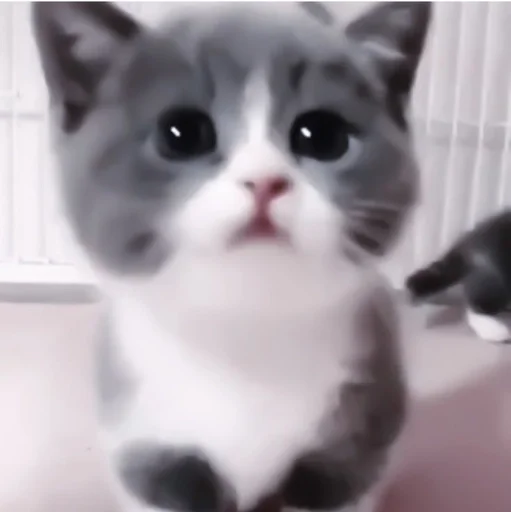 кошка домашняя кошка млекопитающее